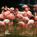 Flamingos copyright shankar ss. (Back to Colombia…)